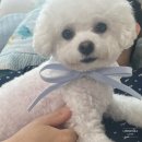 낭만그루밍 | 조례동애견미용 순천가위컷전문 비숑미용은 바로 낭만그루밍에서 대만족한 찐 후기