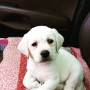 똥강아지 이미지