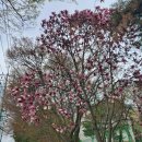 서행길 (양재천) 걷다 (영동1교 > 양재도서관 > 우면도서관 > 선바위역)