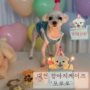 모로로 | 대전 강아지케이크 모로로 특별했던 강아지 생일파티 후기