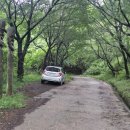 아라메길 (삼길나루길-벚꽃길) 이미지