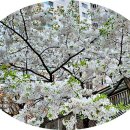 병국 Daum카페
