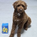 오늘의 미 | 강아지 유산균_ 바잇미 유산균으로 내새꾸 장건강 지키기💪 건강하개