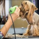 애견미용 이미지