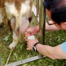 대웅목장 이미지