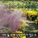 장성 황룡강 축제 이미지