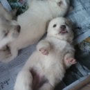 똥강아지 이미지