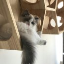 신비돌스 랙돌 캐터리 네이버블로그