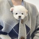 비욘멍멍