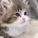 라온캣 대구고양이분양 낭만펫 강아지분양 대구점 이미지