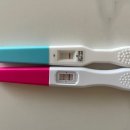 수정유통 | 자연주기 인공수정 1차 성공 후기 및 증상 (자연주의 IUI)