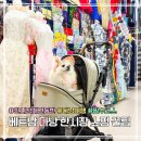 펫택시119 | 베트남 다낭 한시장 쇼핑 | 애견 동반 동행 꿀팁까지