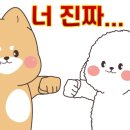 아르도르