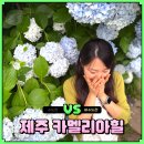 윈드힐(Wind Hill) | 제주 카멜리아힐 7월 수국 실시간 개화 상황 입장권 할인 예매 후기