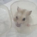 Dr. 주 동물병원 | 강동구 동물병원 햄스터 절치수술 Dr.주 동물병원