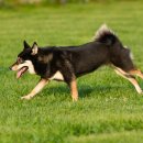 시바나라 이미지