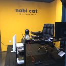 분당고양이분양 나비캣 이미지