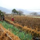 신사리 석탑(新泗里 石塔) 이미지