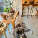 광천통앞 - 우 | 대형견 동반 인천 구월동 마들렌 맛집 카페 리보니아우 후기