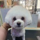 밥푸라 이미지
