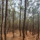 월아산 체육기구 1(금호지~ 국사봉) | 월아산 국사봉/장군봉(2023.03.11)
