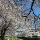 벚꽃치과의원 이미지