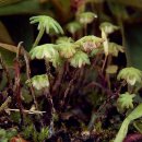 우산이끼속 (이끼류) [雨傘 ── 屬, Marchantia] 이미지