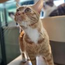 한사랑펫 이미지