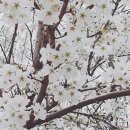 옥룡면 덕천솔밭섬주차장 | 산책하기 좋은 곳 옥룡면 솔밭섬 #광양산책 #봄나들이 #산책