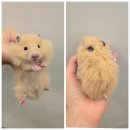 골든햄스터분양 탬펫 강남점 이미지