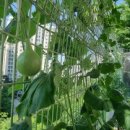 소의초교 이미지