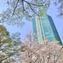 2023 벚꽃 개화시기, 서울 벚꽃 명소 이미지