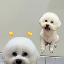 발렌티몽 이미지