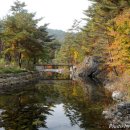 금강송 생태경영림 이미지