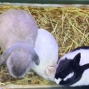 경춘북로358번길 | [구리] 신비한 물고기와 파충류들을 볼 수 있는 수족관 아쿠아카페 “수풀림” 구리갈매점 후기