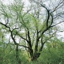 제주 신례리 왕벚나무 자생지 이미지