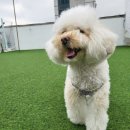 펫라운지 애견유치원 애견호텔 애견미용 이미지