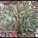 러스티 - 평택시 중앙시장로25번길 15-9 | 러스티