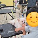 미용의정서애견미용학원 - 남동구 인주대로591번길 32 | 미용의정서애견미용학원