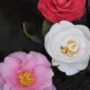 카멜리아민박 이미지