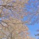 춘포면-02 | 전주 | 근교 벚꽃 명소 추천, 익산 만경강 벚꽃길 삼례 뚝방길 포토존