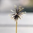 도깨비풀 이미지