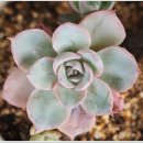 예쁜집펜션 이미지