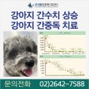 중독 | 강아지 간수치 상승 급성 간중독 치료 후기