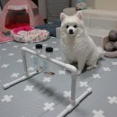 멍멍닷컴 이미지