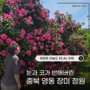 추풍령급수탑공원 화장실 | (충북 영동 가볼만한 곳) 5월 장미 만개 노근리 평화공원 + 추풍령 기차 테마공원