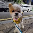 펫피랜드 | [로미미랜드] 블링블링 '펫피'라면 필수템이라개 ｜ 핸드메이드 #강아지목걸이 착용 후기