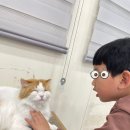 핑크젤리 고양이카페 😼