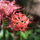 페이지(page) 이미지