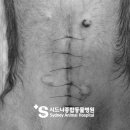 시드니종합동물병원